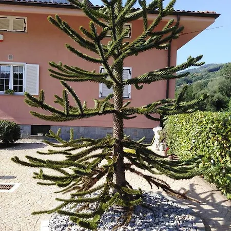 L' Araucaria * Venasca